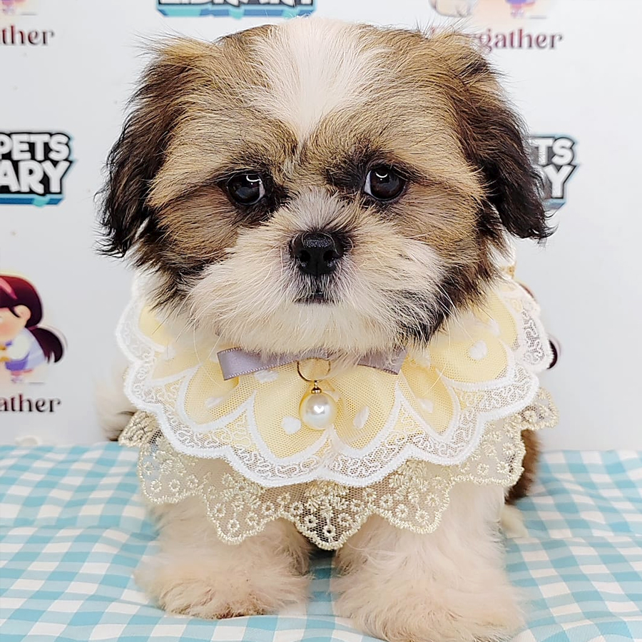 Shih Tzu Puppy (Male) For Sale
