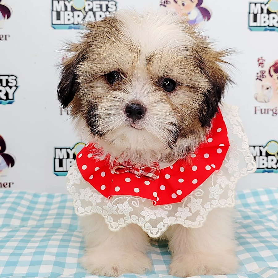 Shih Tzu Puppy (Female) For Sale