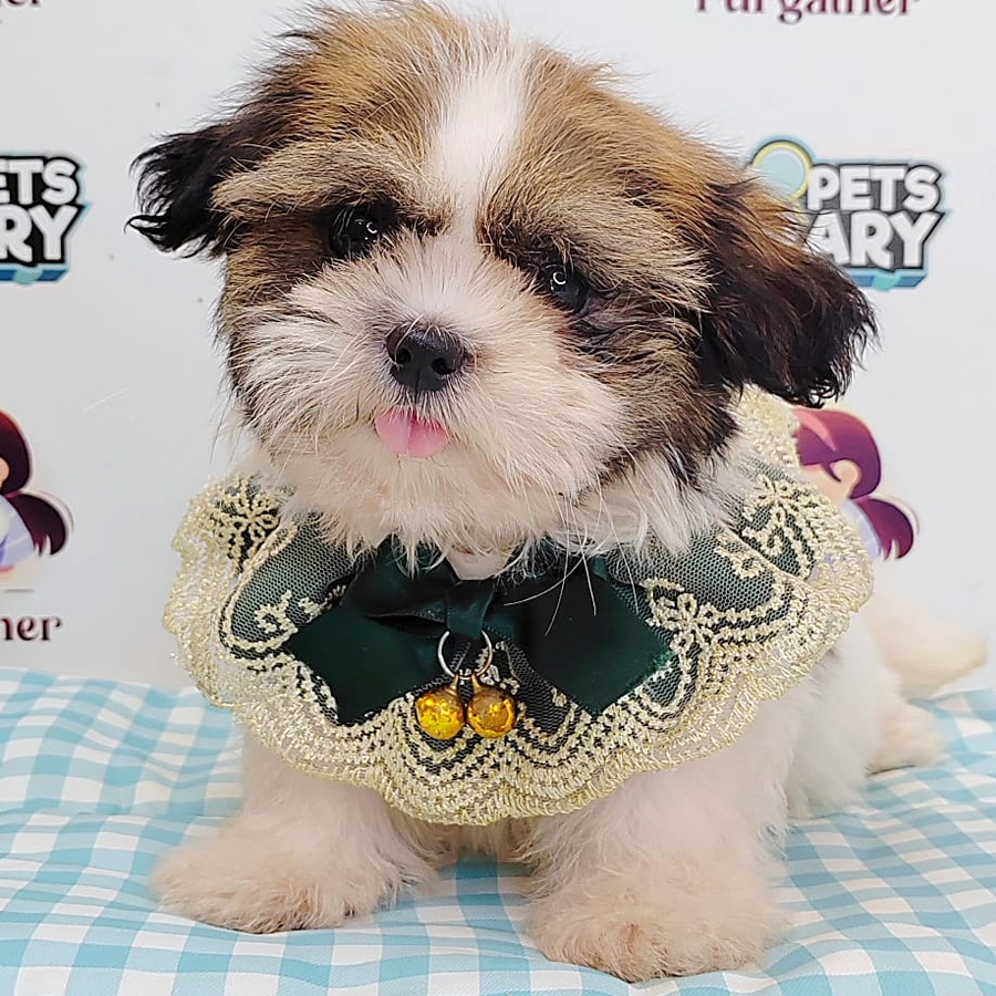 Shih Tzu Puppy (Female) For Sale
