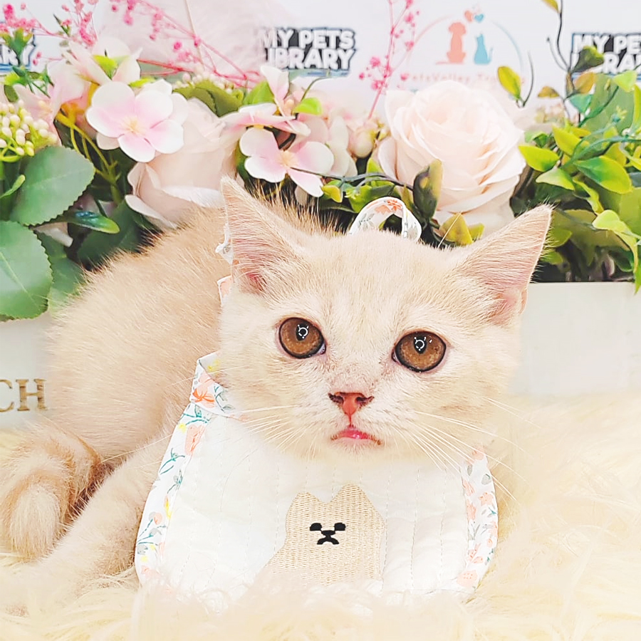 British Shorthair Kittem (Male) For Sale