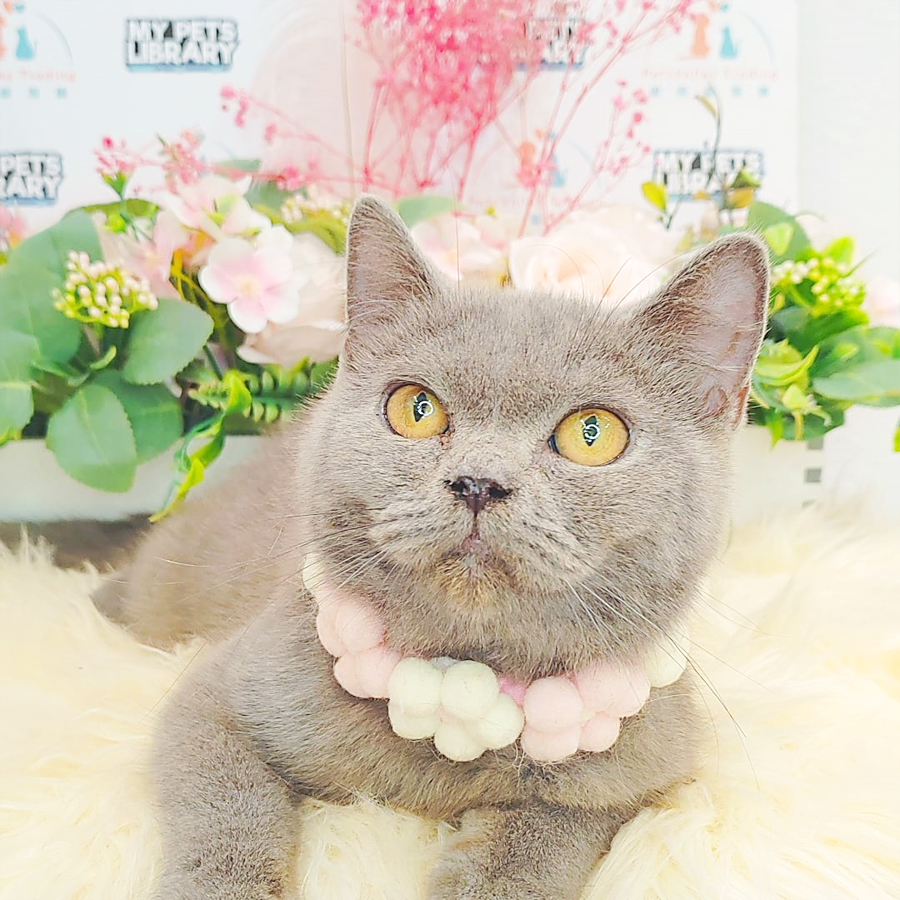 British Shorthair Kittem (Male) For Sale