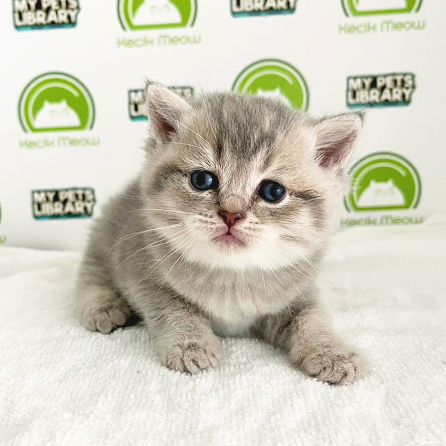 British Shothair Kitten (Male) For Sale