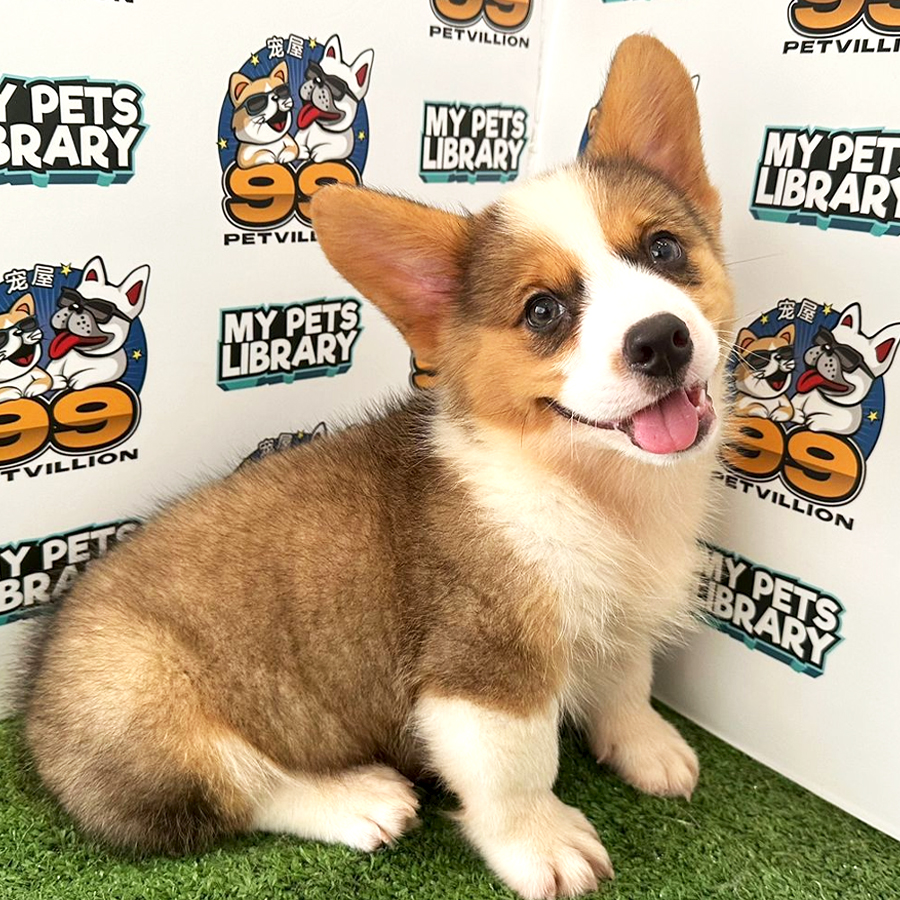 Welsh Corgi Puppy (Male) For Sale