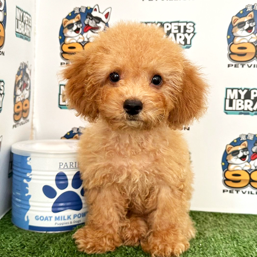 Toy Poodle Puppy (Male) For Sale