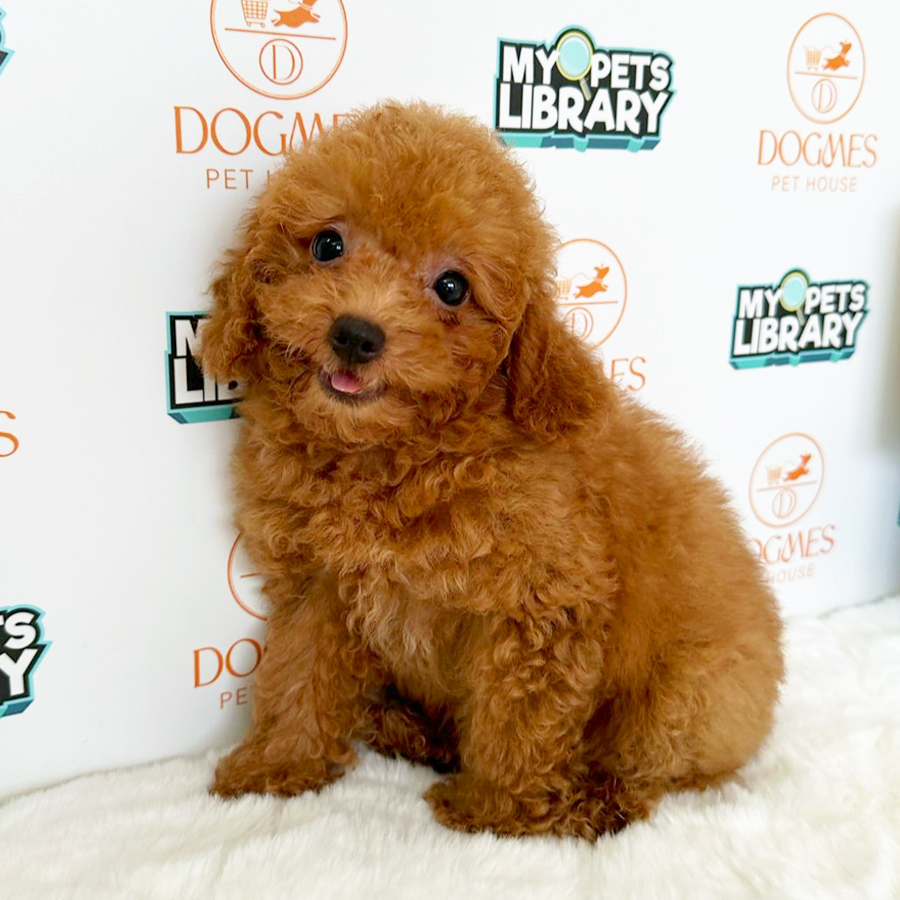 Toy Poodle Puppy (Female) For Sale