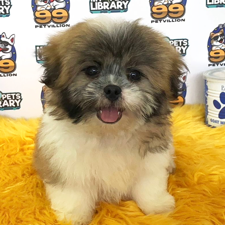 Shih Tzu Puppy (Female) For Sale
