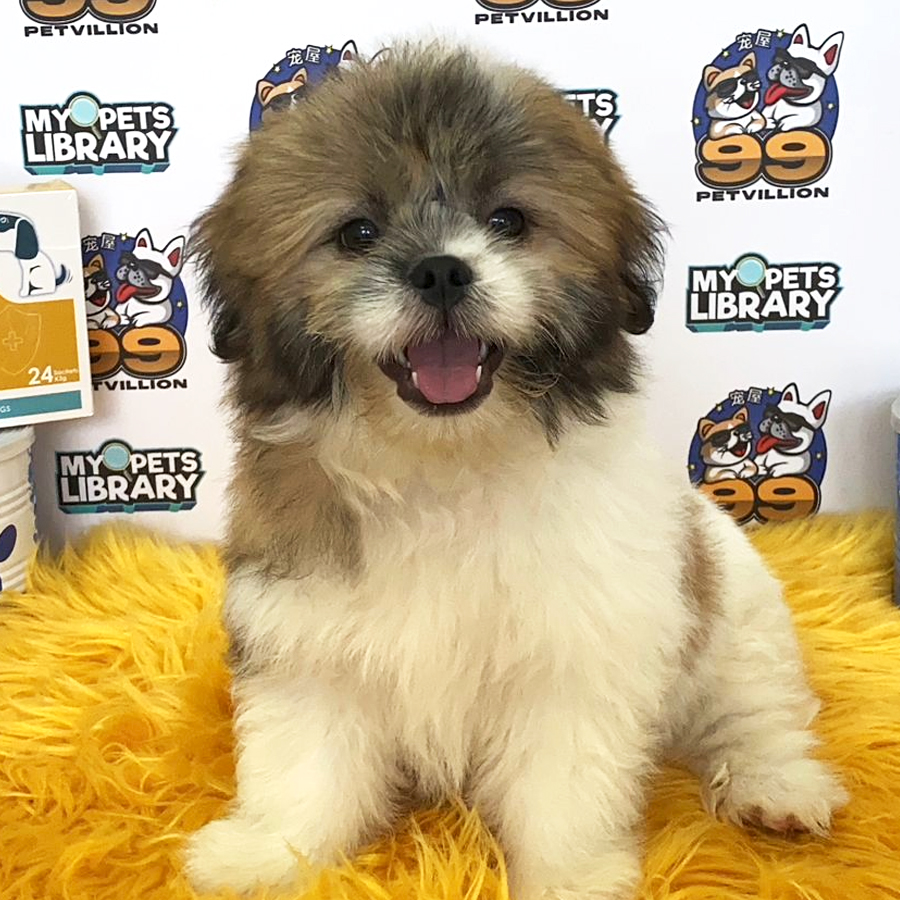 Shih Tzu Puppy (Male) For Sale
