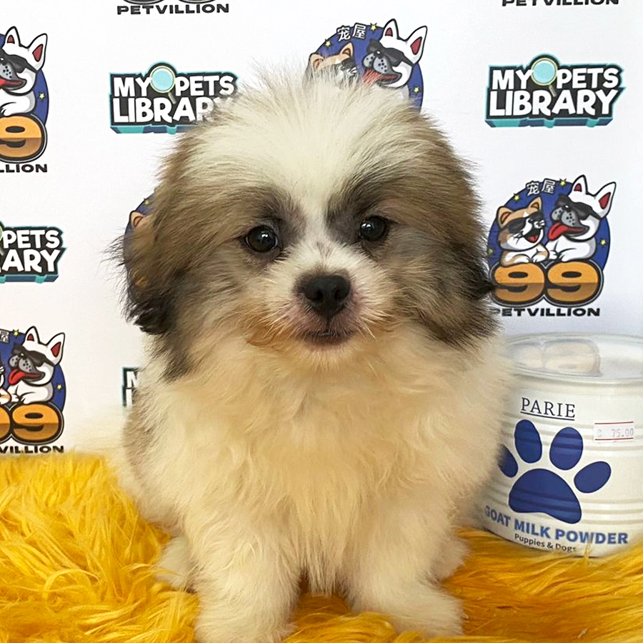 Shih Tzu Puppy (Male) For Sale