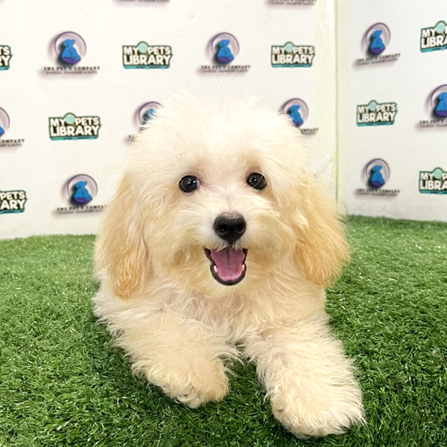 Toy Poodle Puppy (Male) For Sale