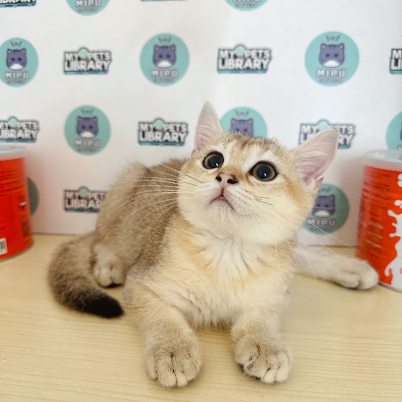 British Shorthair Kitten (Male) For Sale