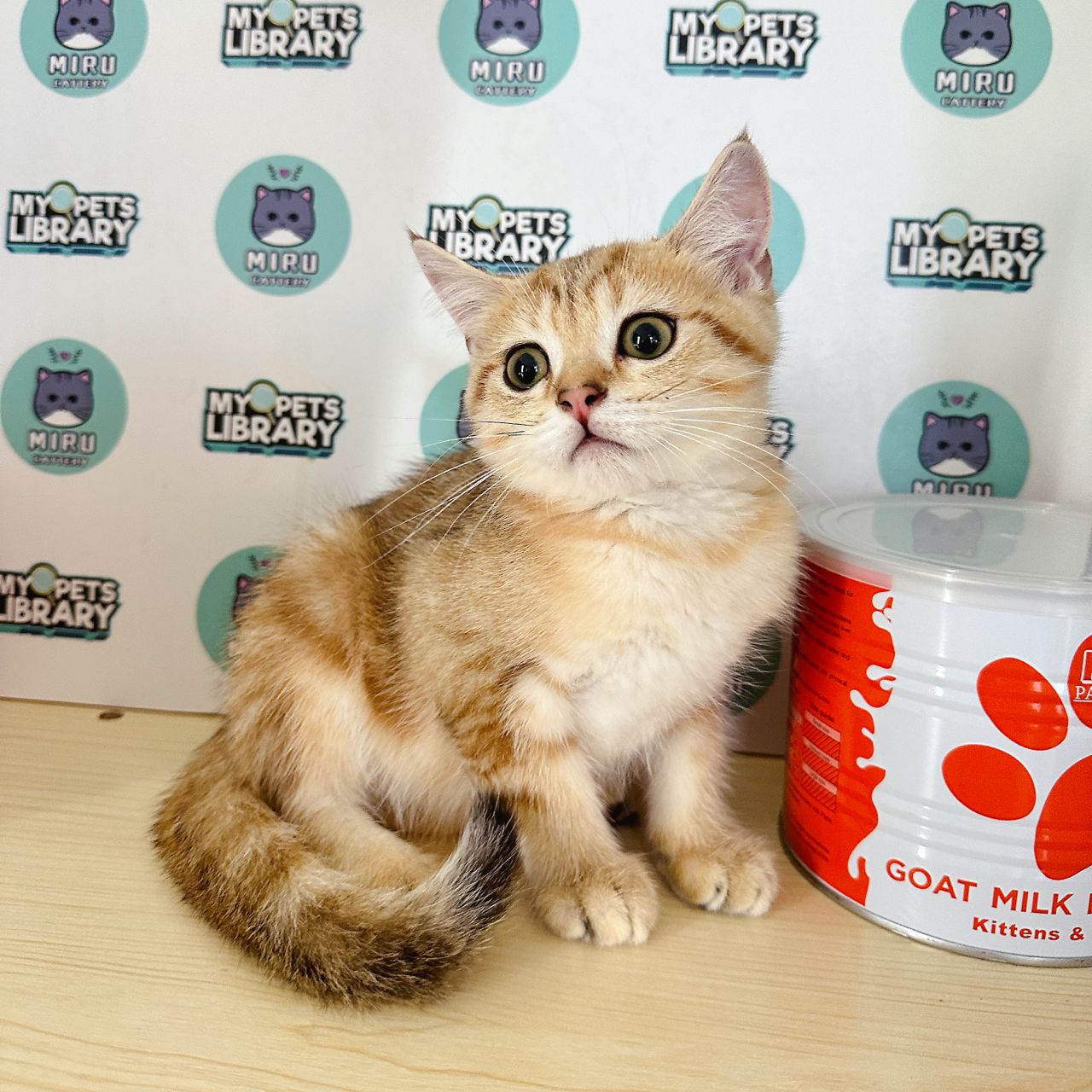 British Shorthair Kitten (Male) For Sale