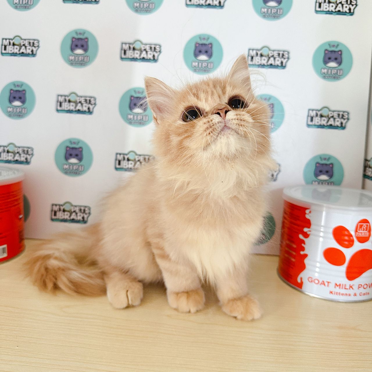 Persian Kitten (Male) For Sale