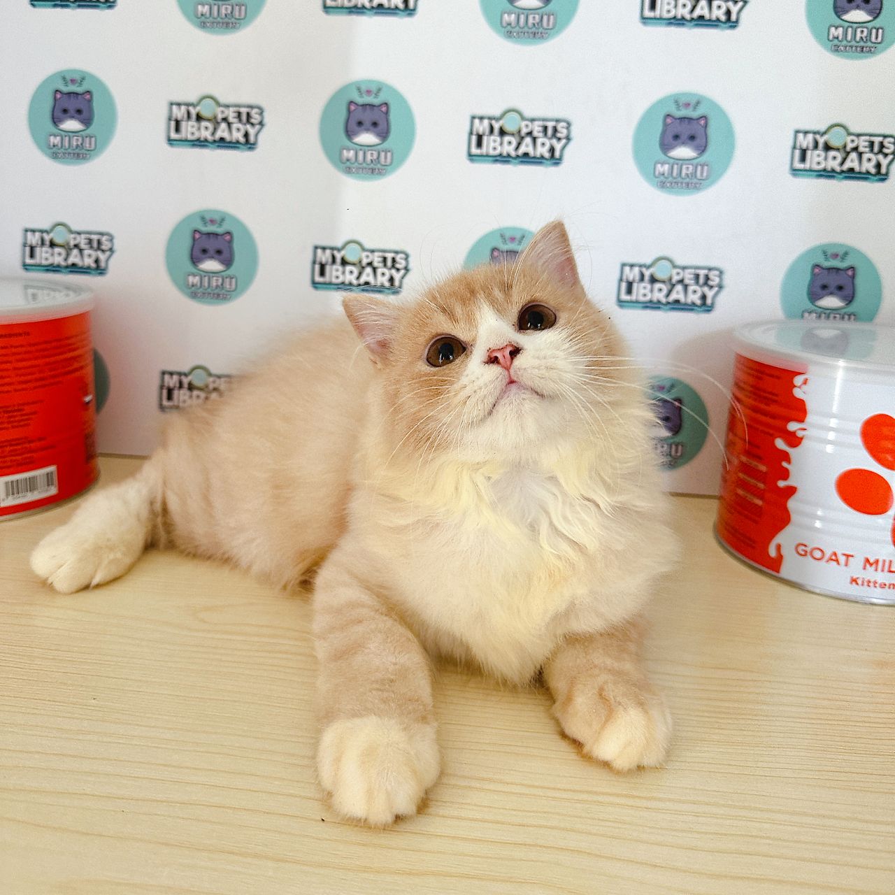 Persian Kitten (Male) For Sale