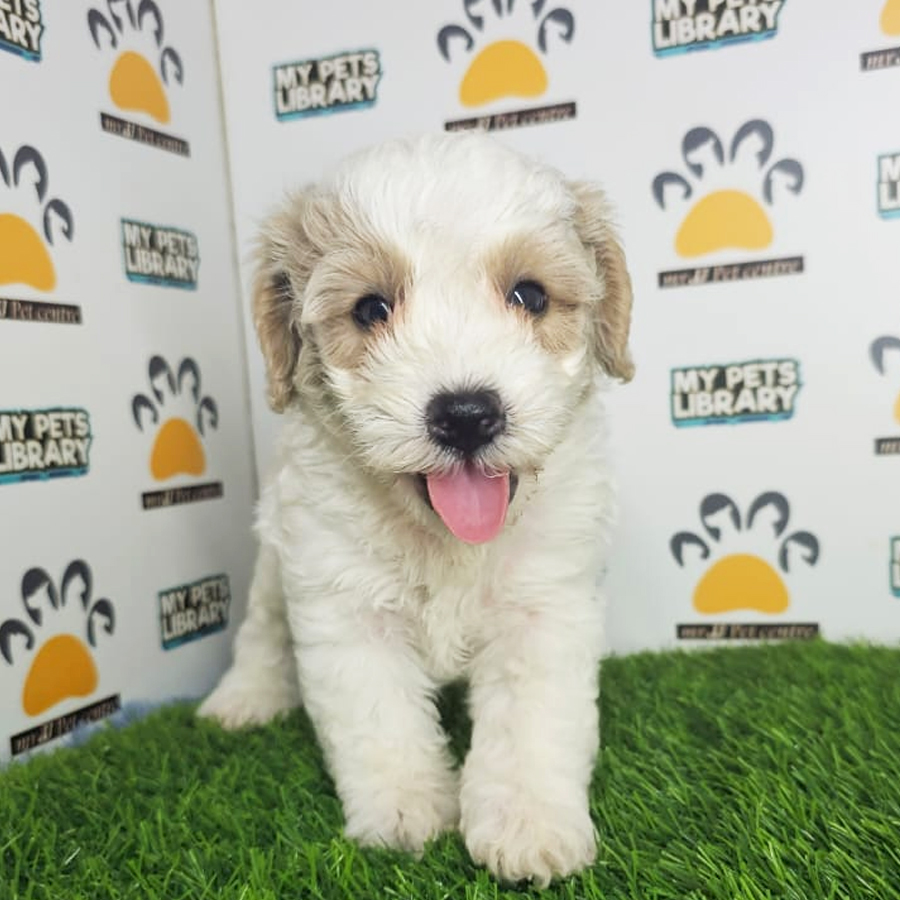Toy Poodle Puppy (Male) For Sale
