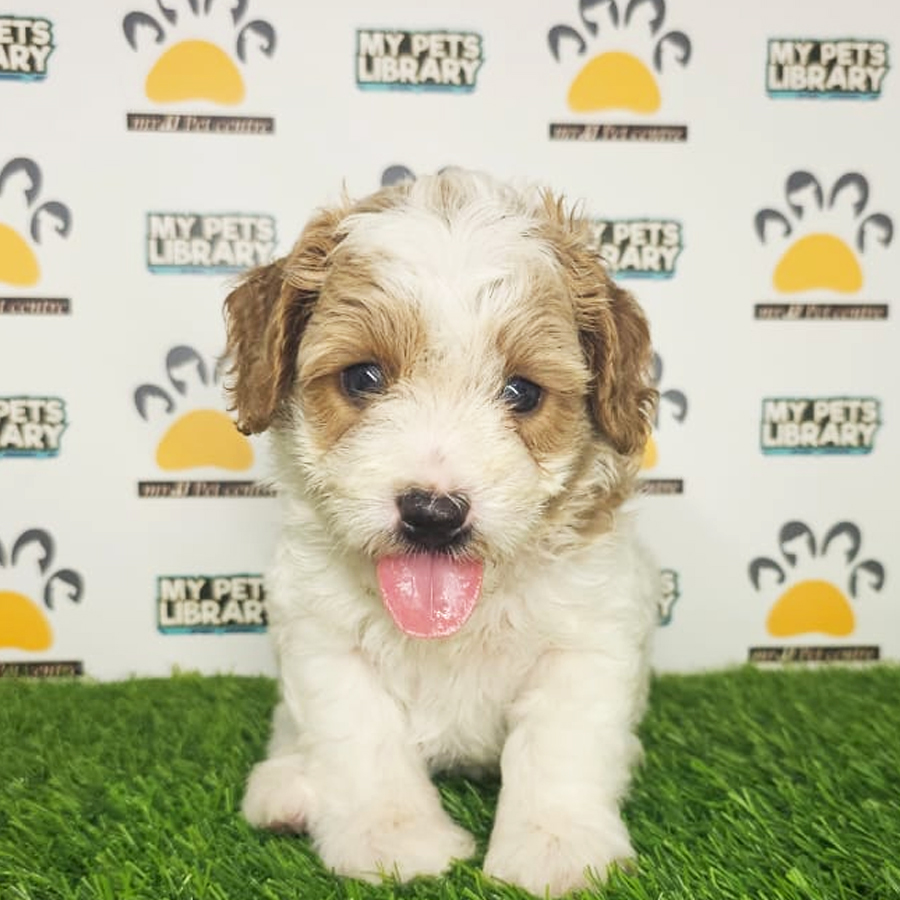 Toy Poodle Puppy (Male) For Sale