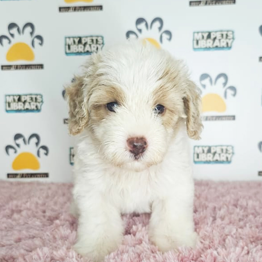 Toy Poodle Puppy (Female) For Sale