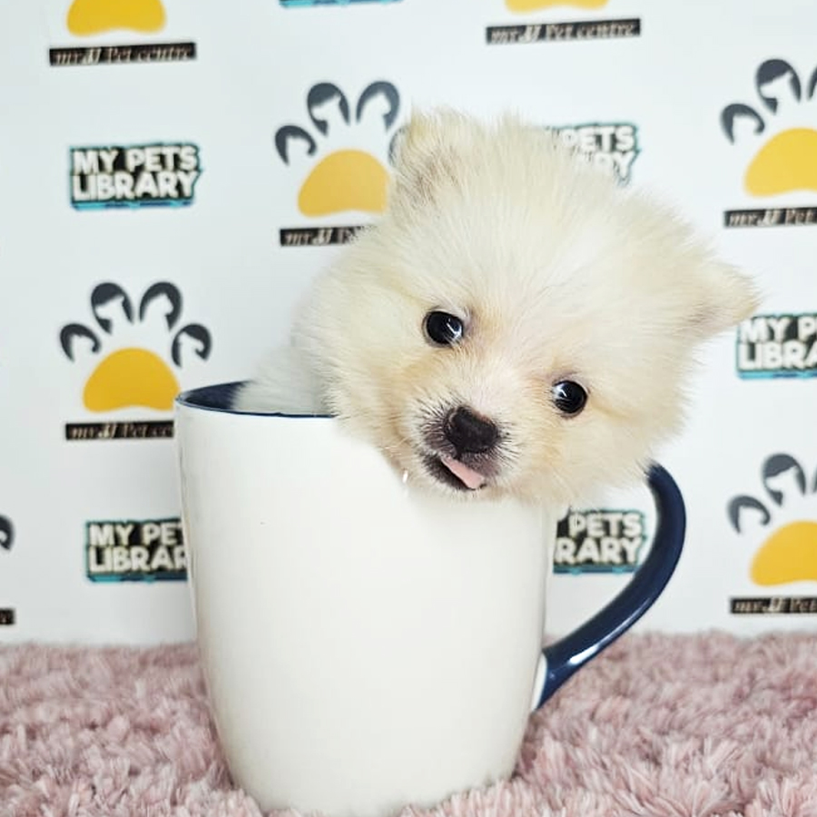 Teacup Pomeranian Puppy (Female) For Sale