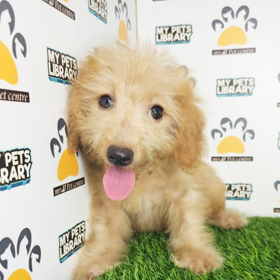 Maltipoo Puppy (Male) For Sale