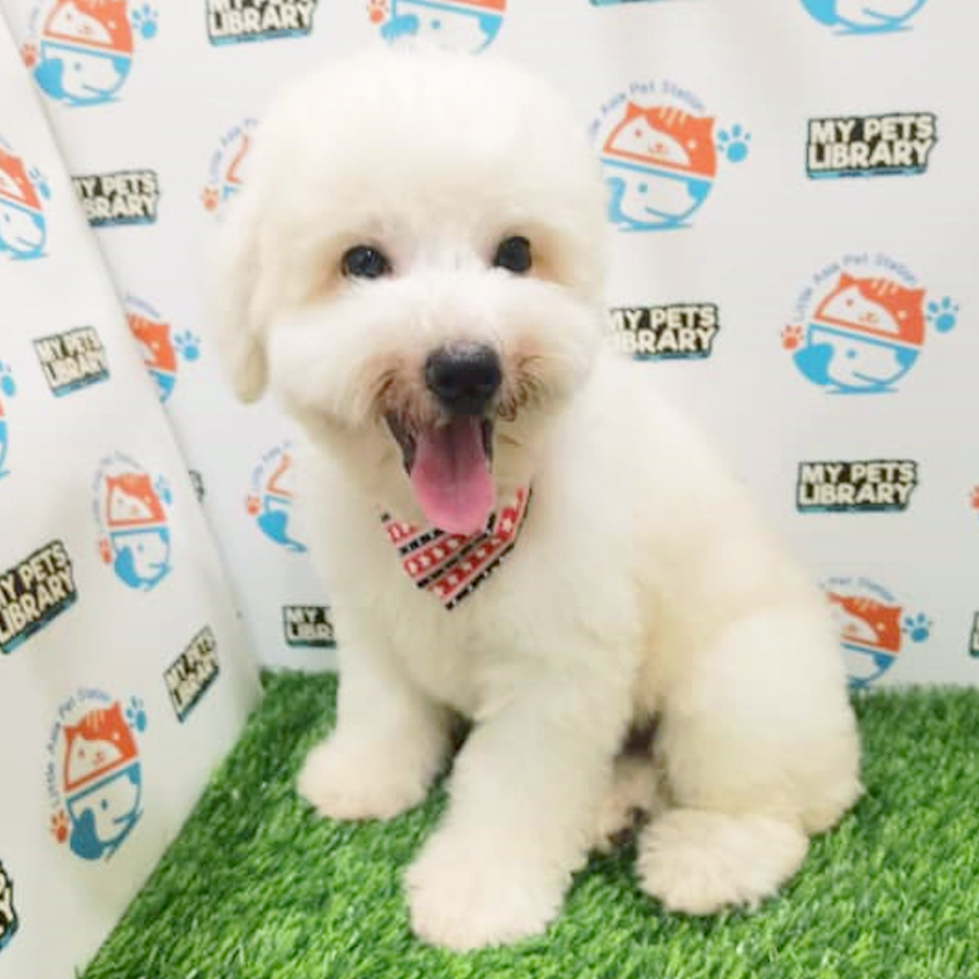 Toy Poodle Puppy (Male) For Sale