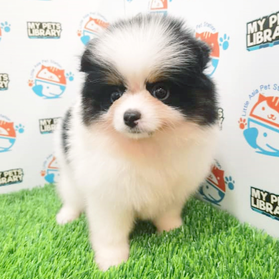 Pomeranian Puppy (Female) For Sale