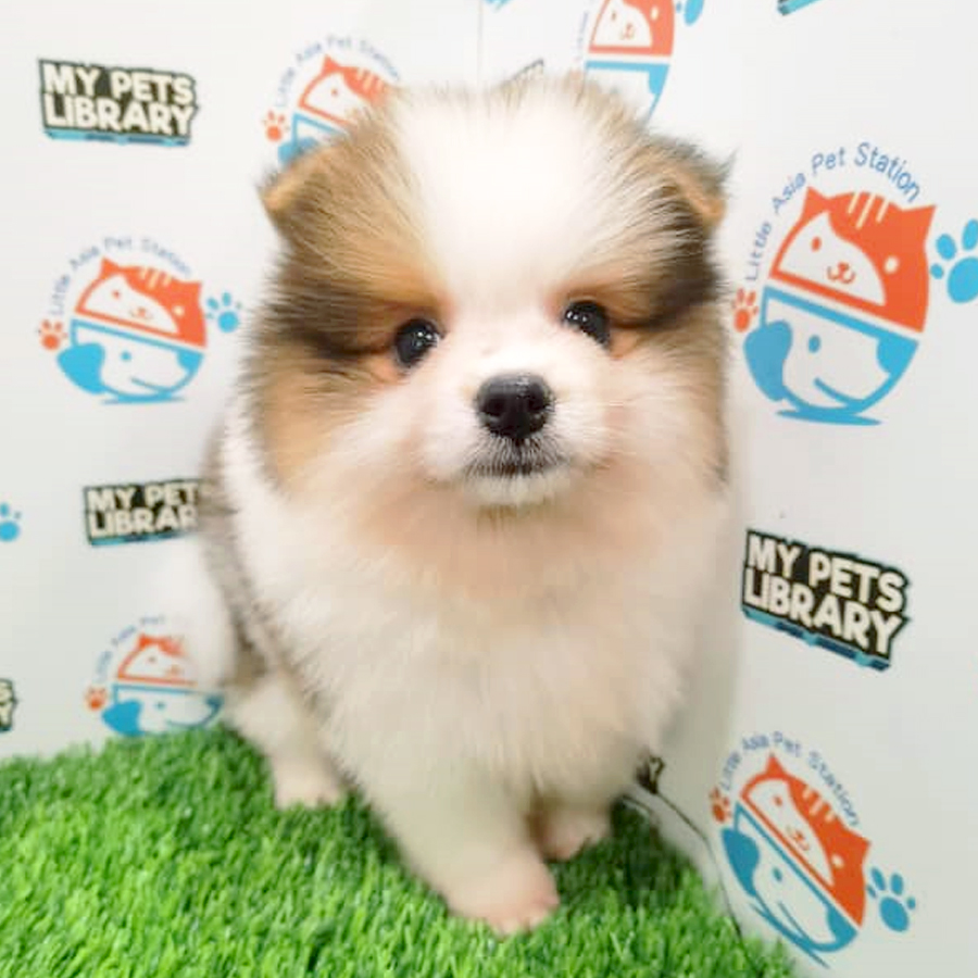 Pomeranian Puppy (Female) For Sale