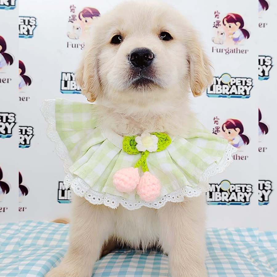 Golden Retriever Puppy (Female) For Sale