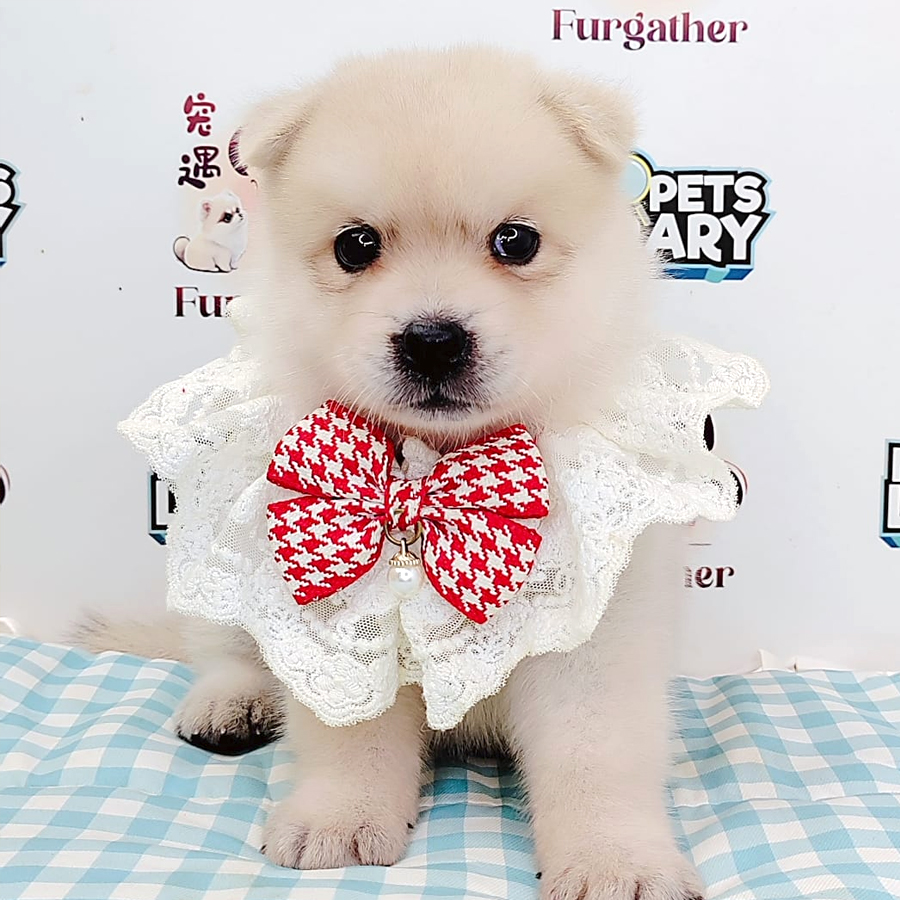 Pomsky Puppy (Female) For Sale