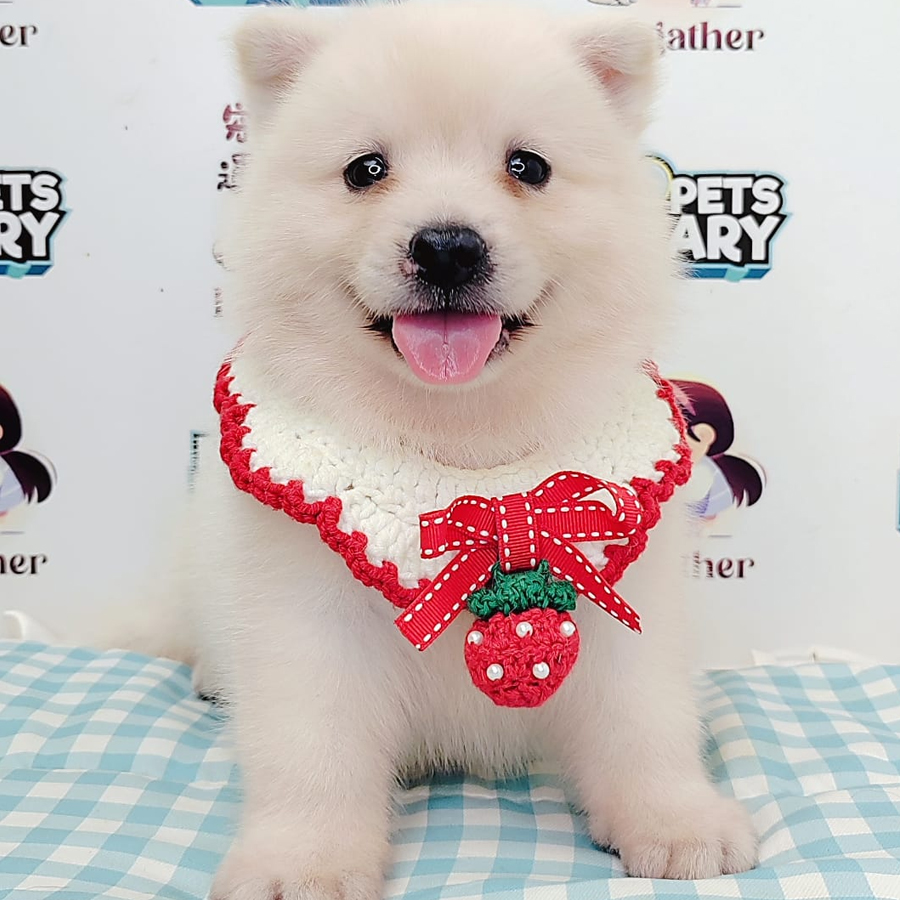 Pomsky Puppy (Male) For Sale