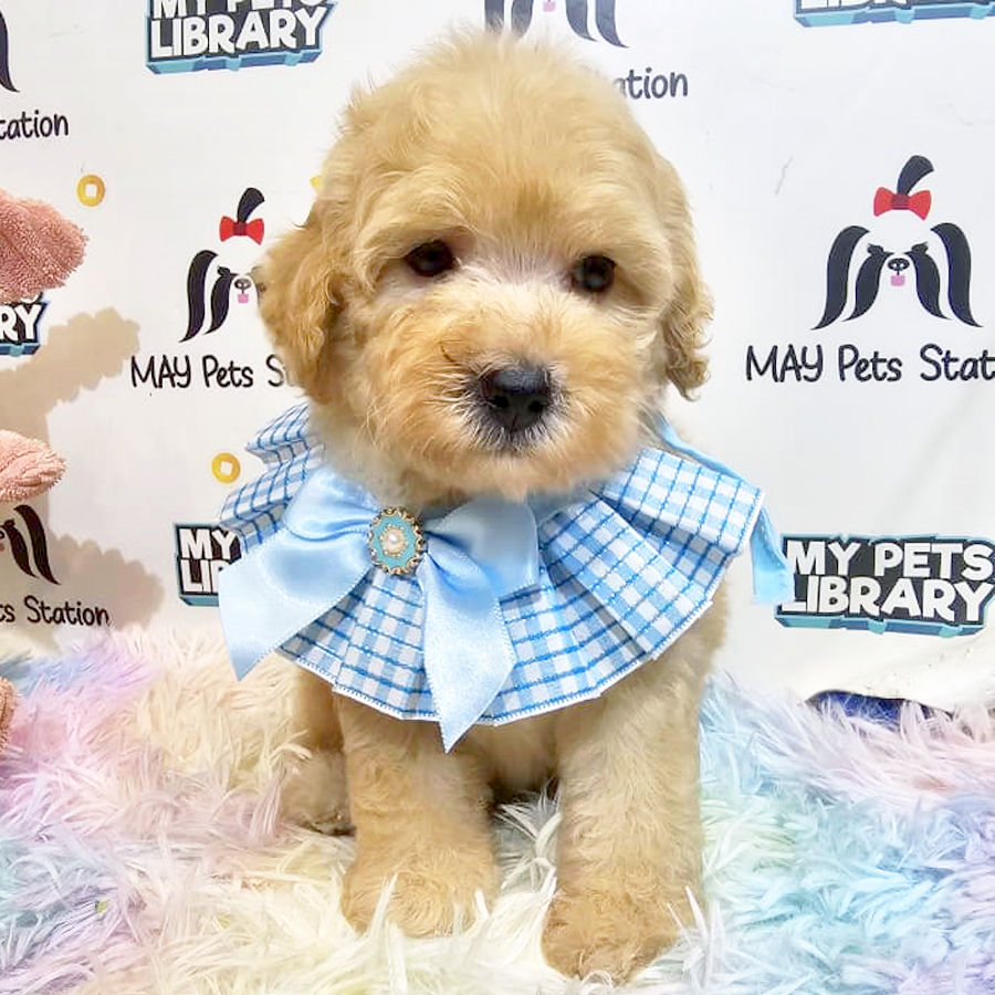 Toy Poodle Puppy (Male) For Sale