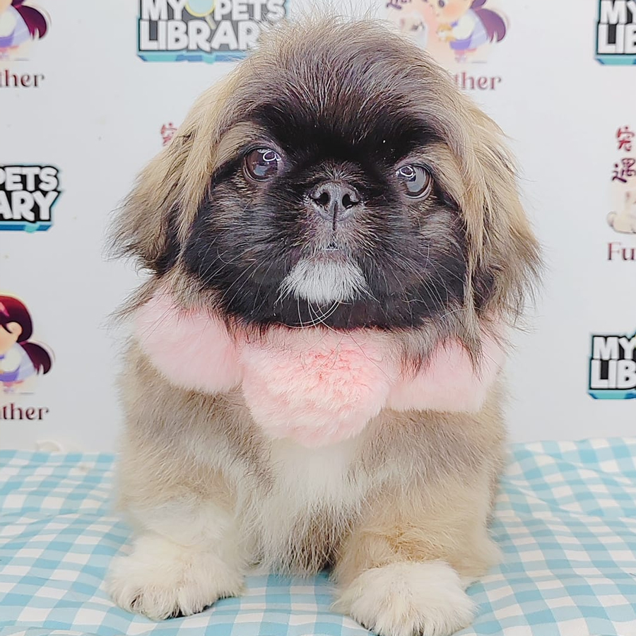 Pekingese Puppy (Male) For Sale