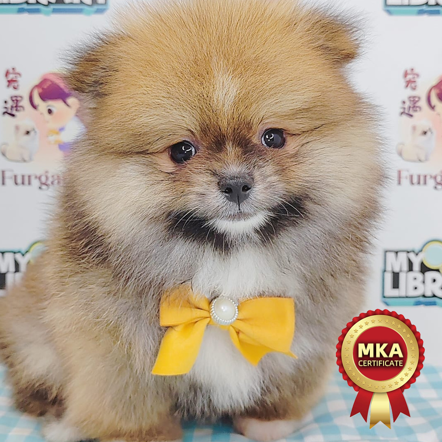 MKA Pomeranian Puppy (Male) For Sale