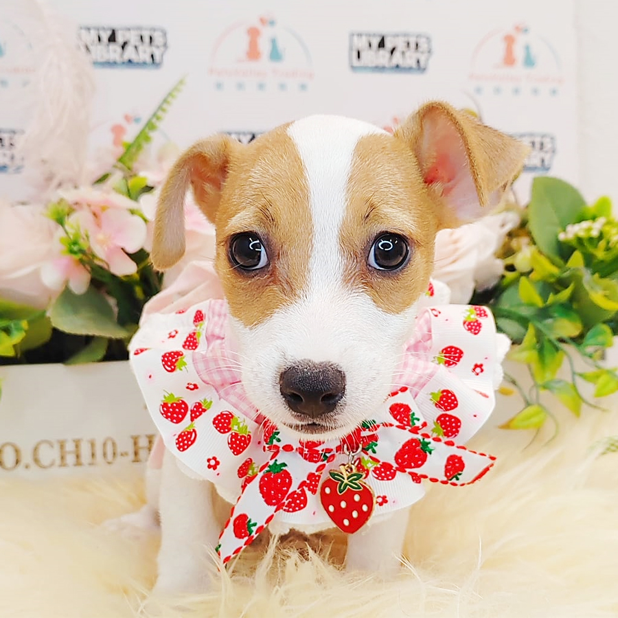 Jack Russell Puppy (Female) For Sale