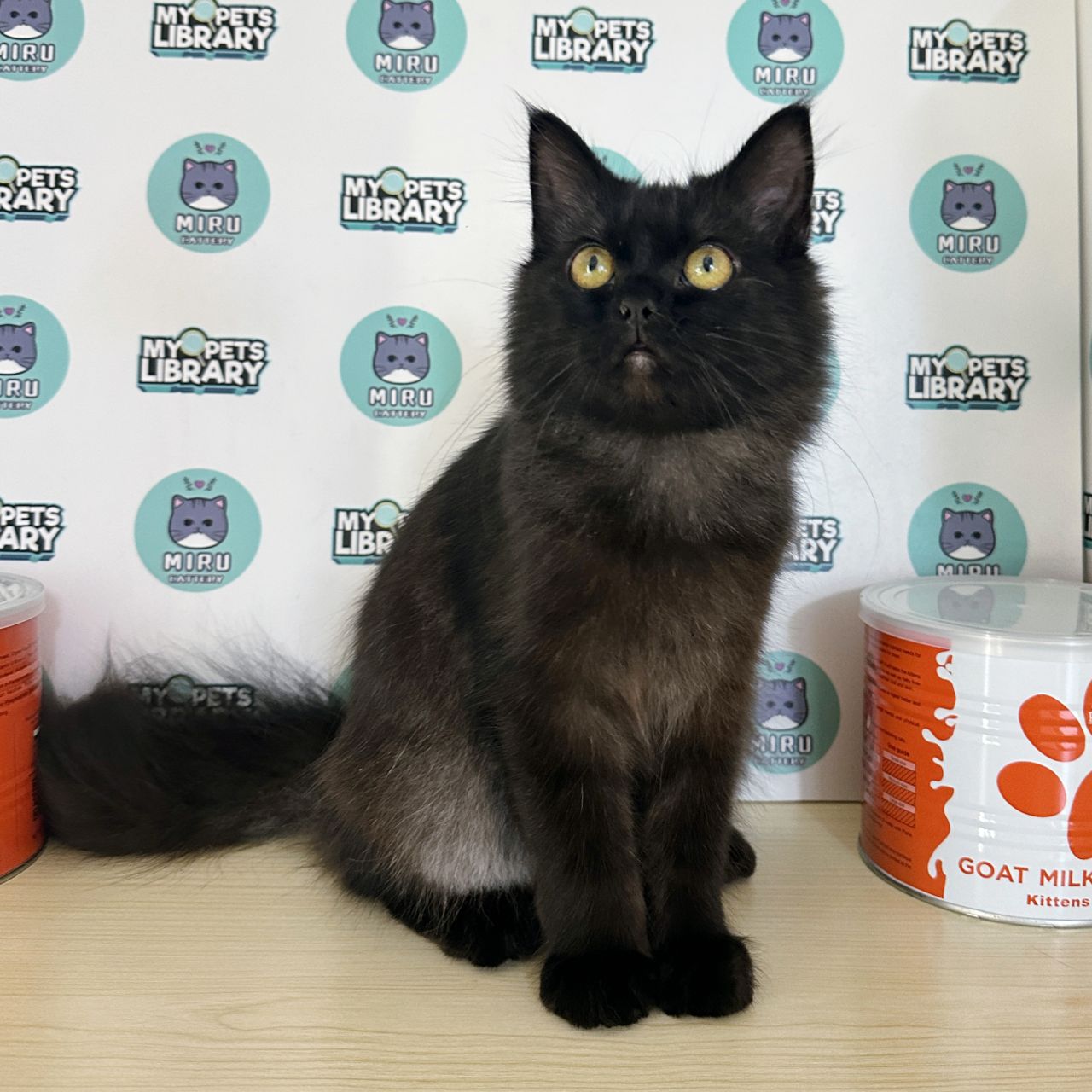 Persian Kitten (Female) For Sale