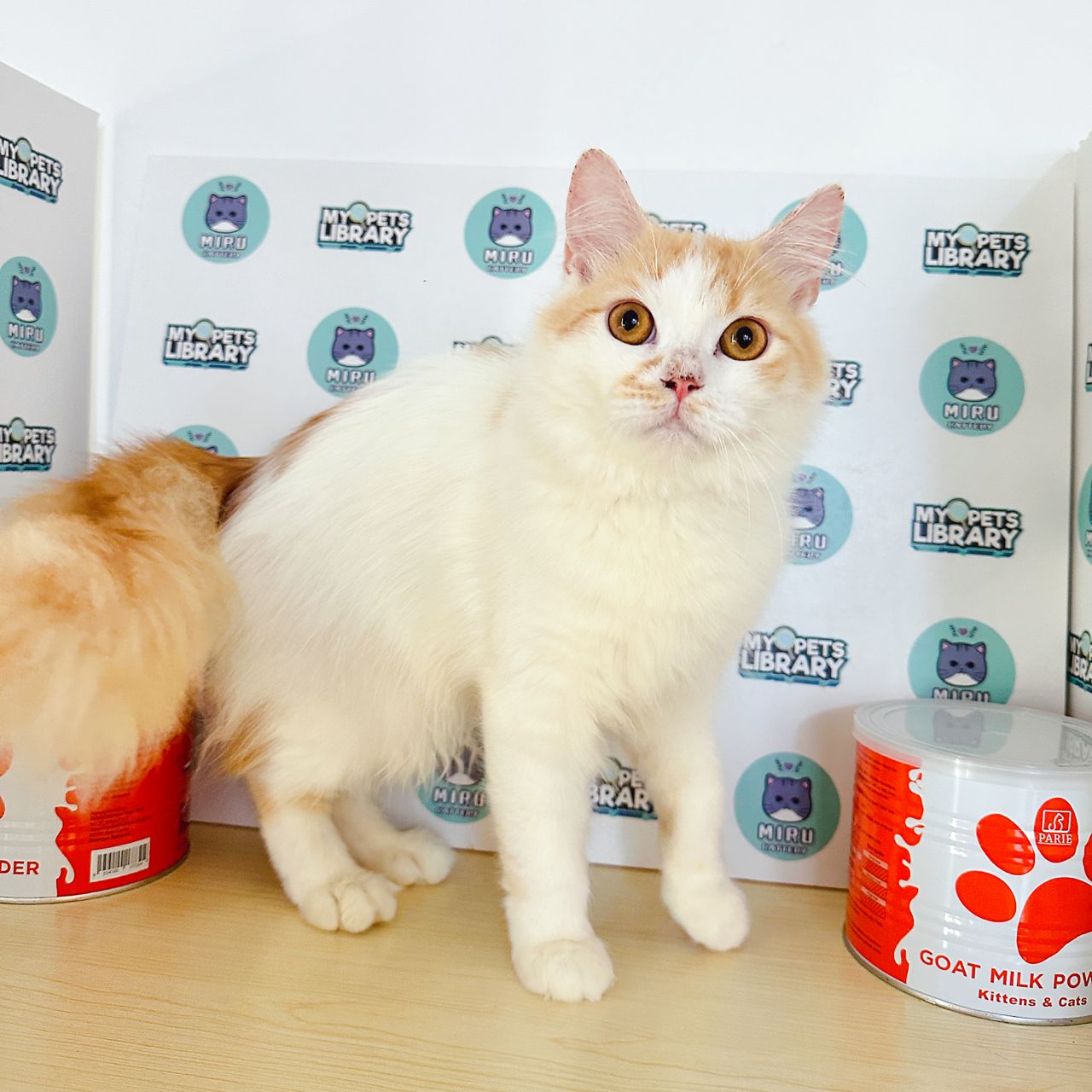 Persian Kitten (Male) For Sale