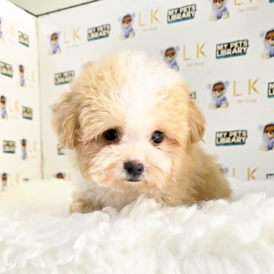 Tiny Poodle Puppy (Male) For Sale