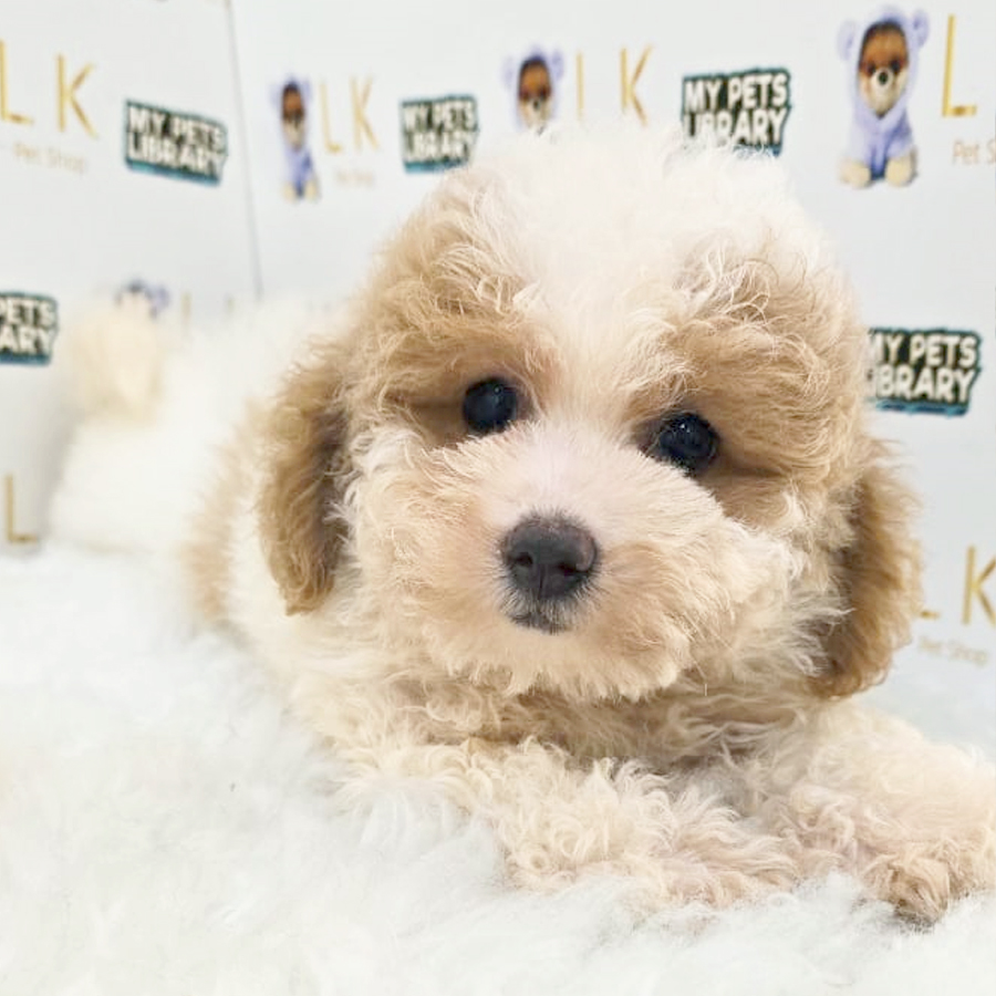 Toy Poodle Puppy (Female) For Sale