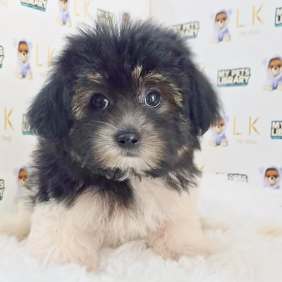 Toy Poodle Puppy (Female) For Sale