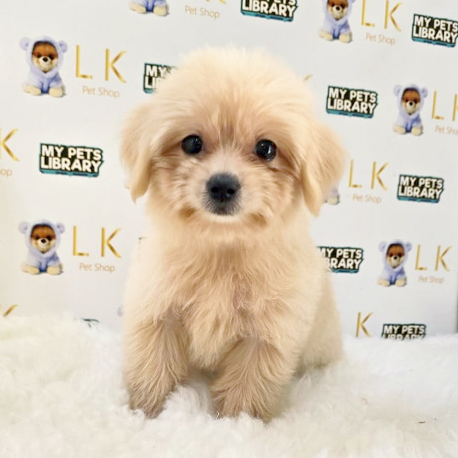 Maltipom Mix Maltipoo Puppy (Female) For Sale