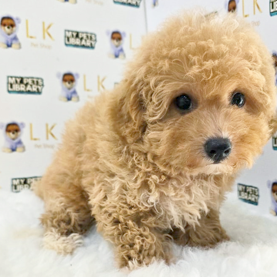 Toy Poodle Puppy (Male) For Sale