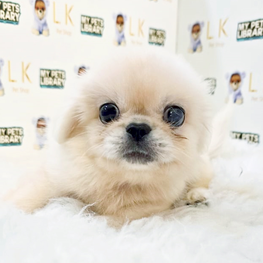 Pekingese Puppy (Male) For Sale