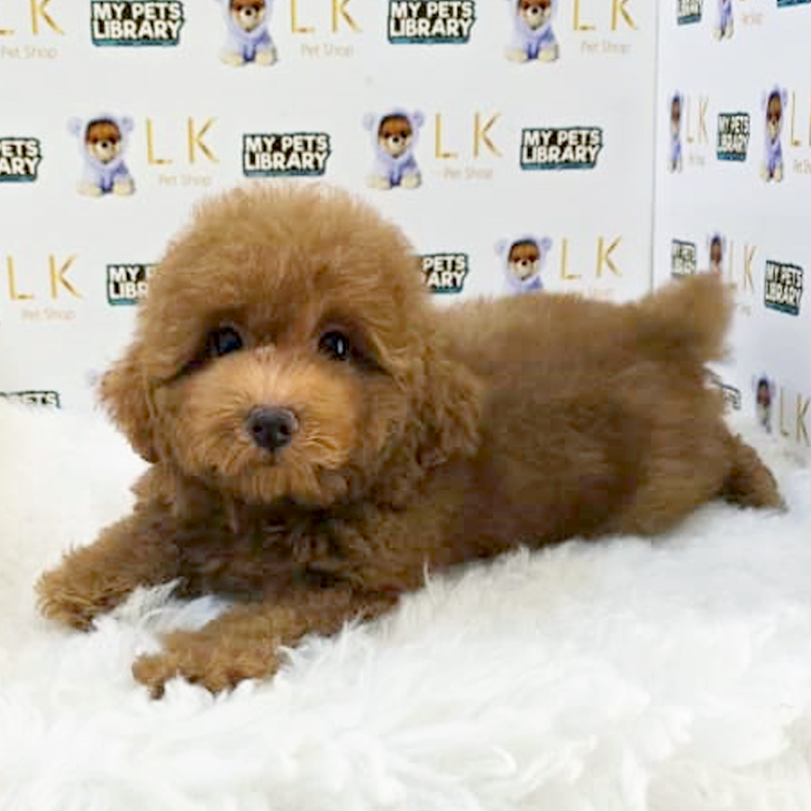 Toy Poodle Puppy (Female) For Sale