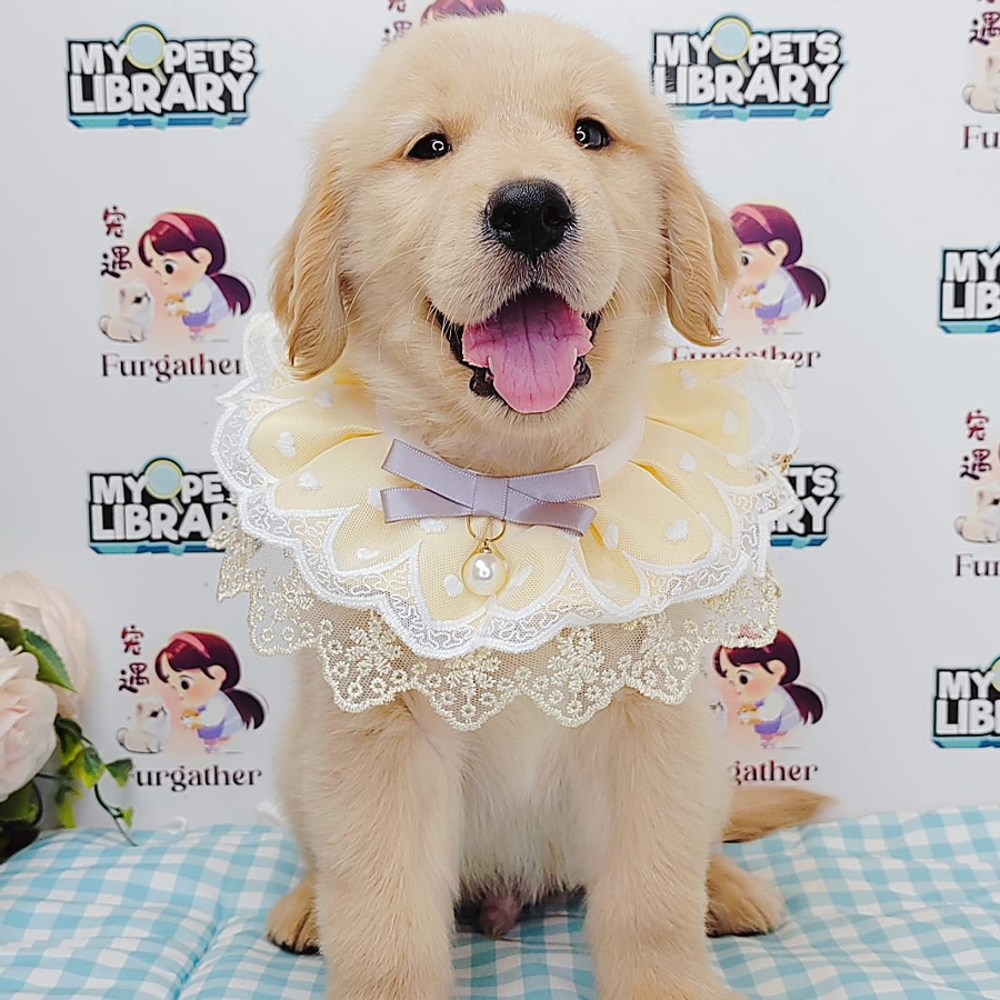 Golden Retriever Puppy (Male) For Sale