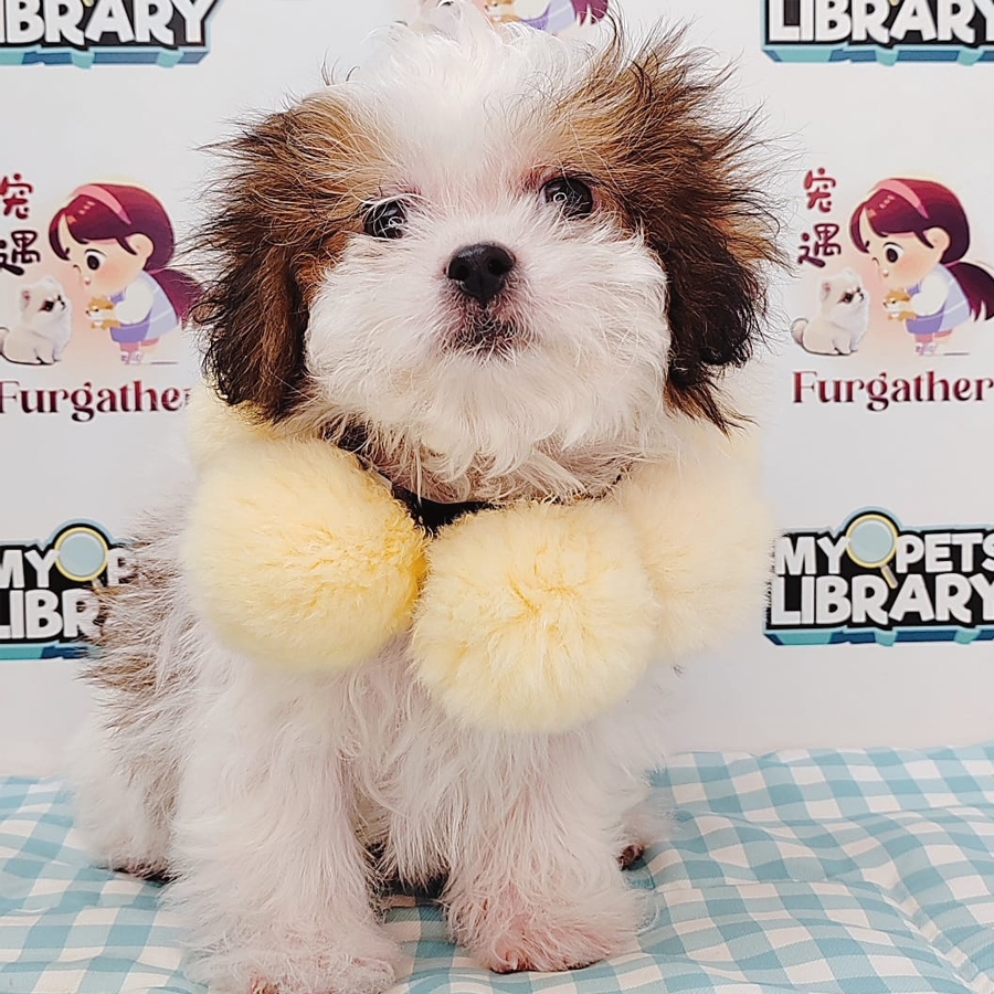Shihpoo Puppy (Female) For Sale