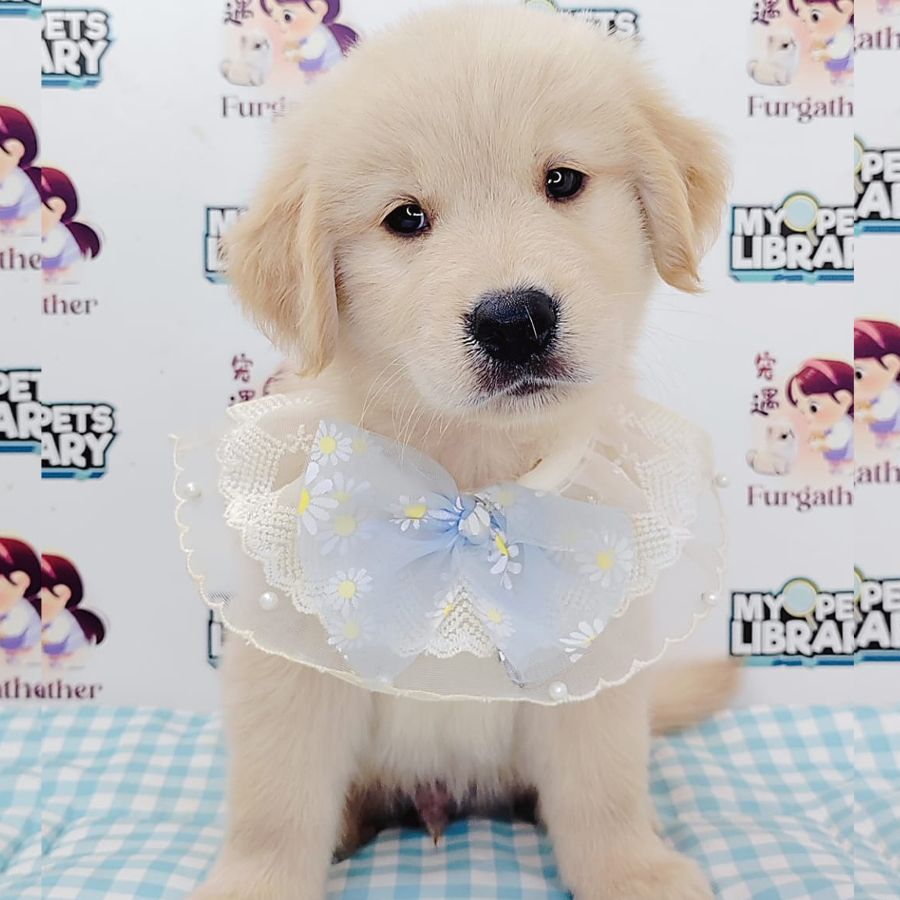 Golden Retriever Puppy (Male) For Sale