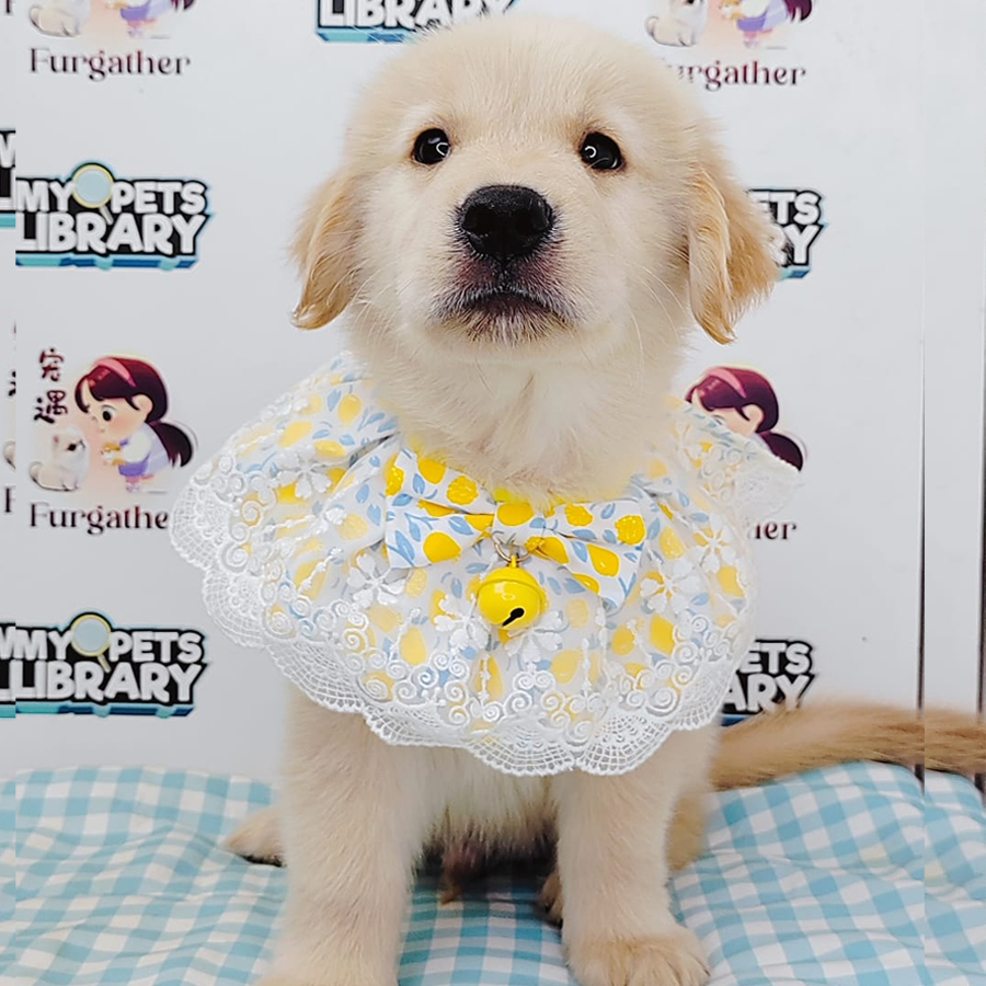 Golden Retriever Puppy (Male) For Sale