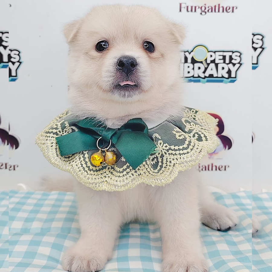 Pomsky Puppy (Female) For Sale