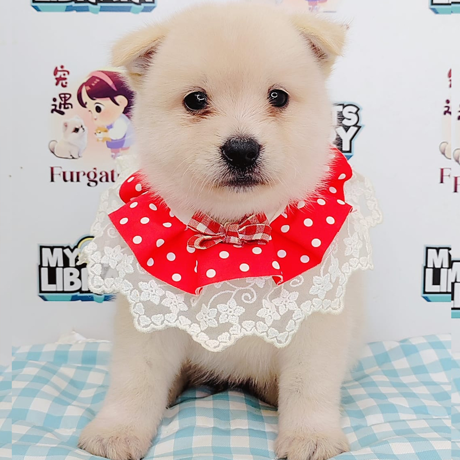 Pomsky Puppy (Female) For Sale