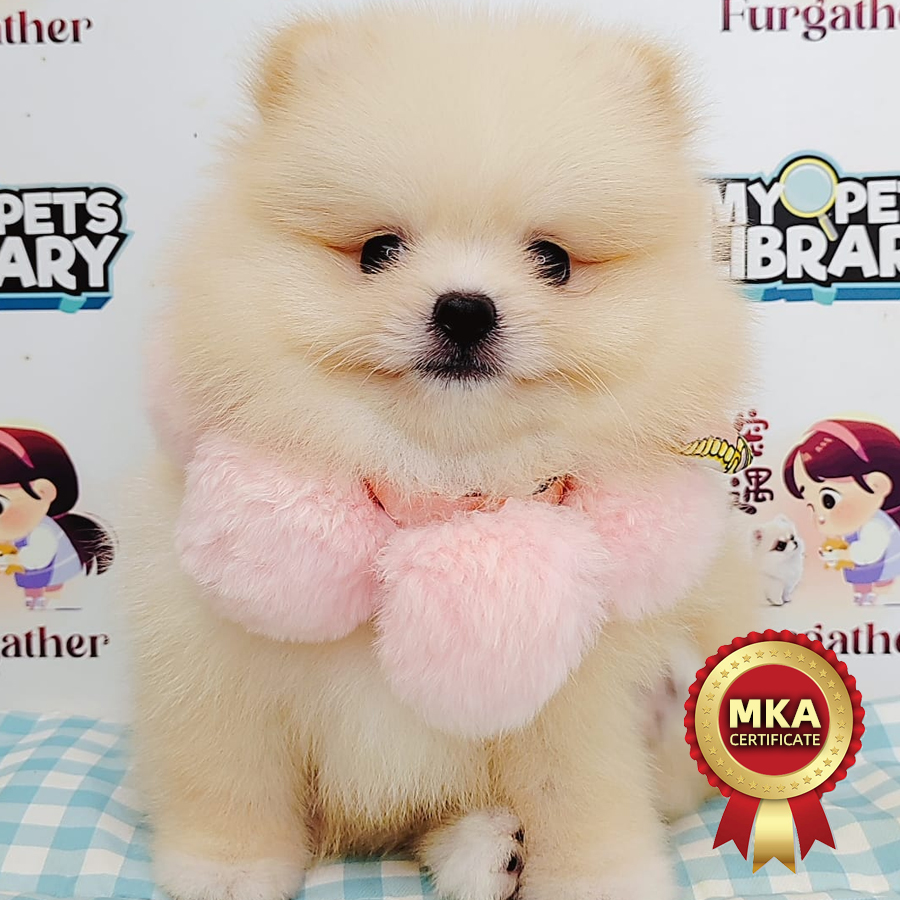 MKA Pomeranian Puppy (Female) For Sale