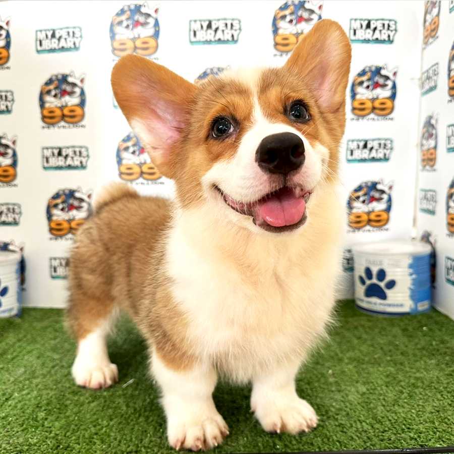 Welsh Corgi Puppy (Male) For Sale