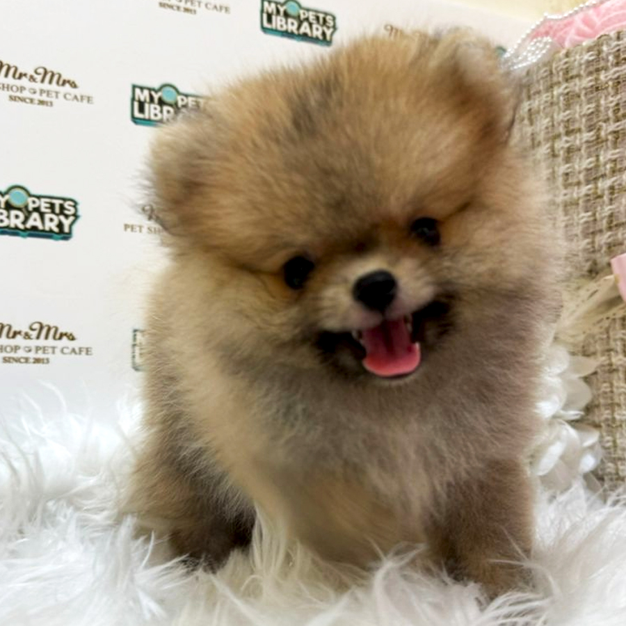 Pomeranian Puppy (Female) For Sale